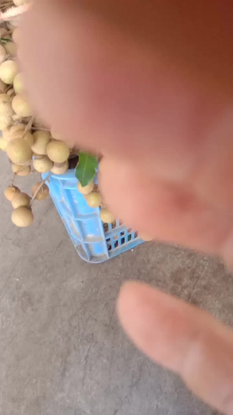 卖龙眼