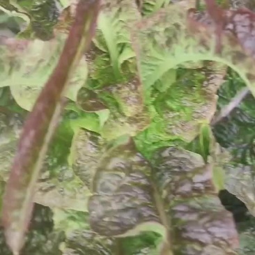 兰州精品莴笋