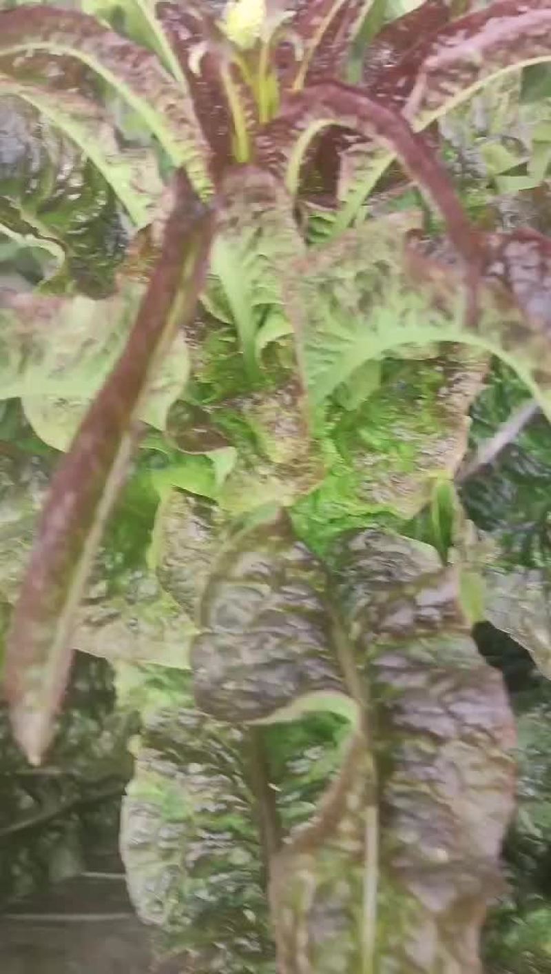兰州精品莴笋
