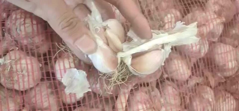 大蒜，山东紫皮大蒜