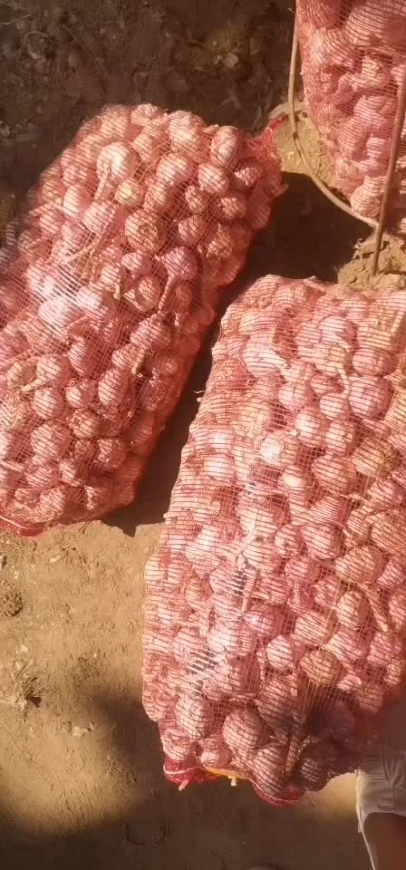大蒜，山东紫皮大蒜