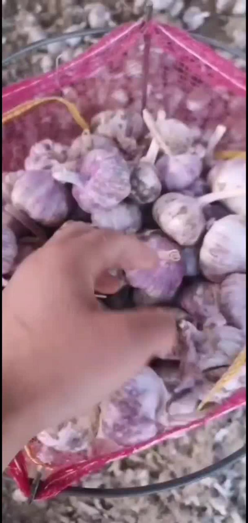 大蒜，山东紫皮大蒜