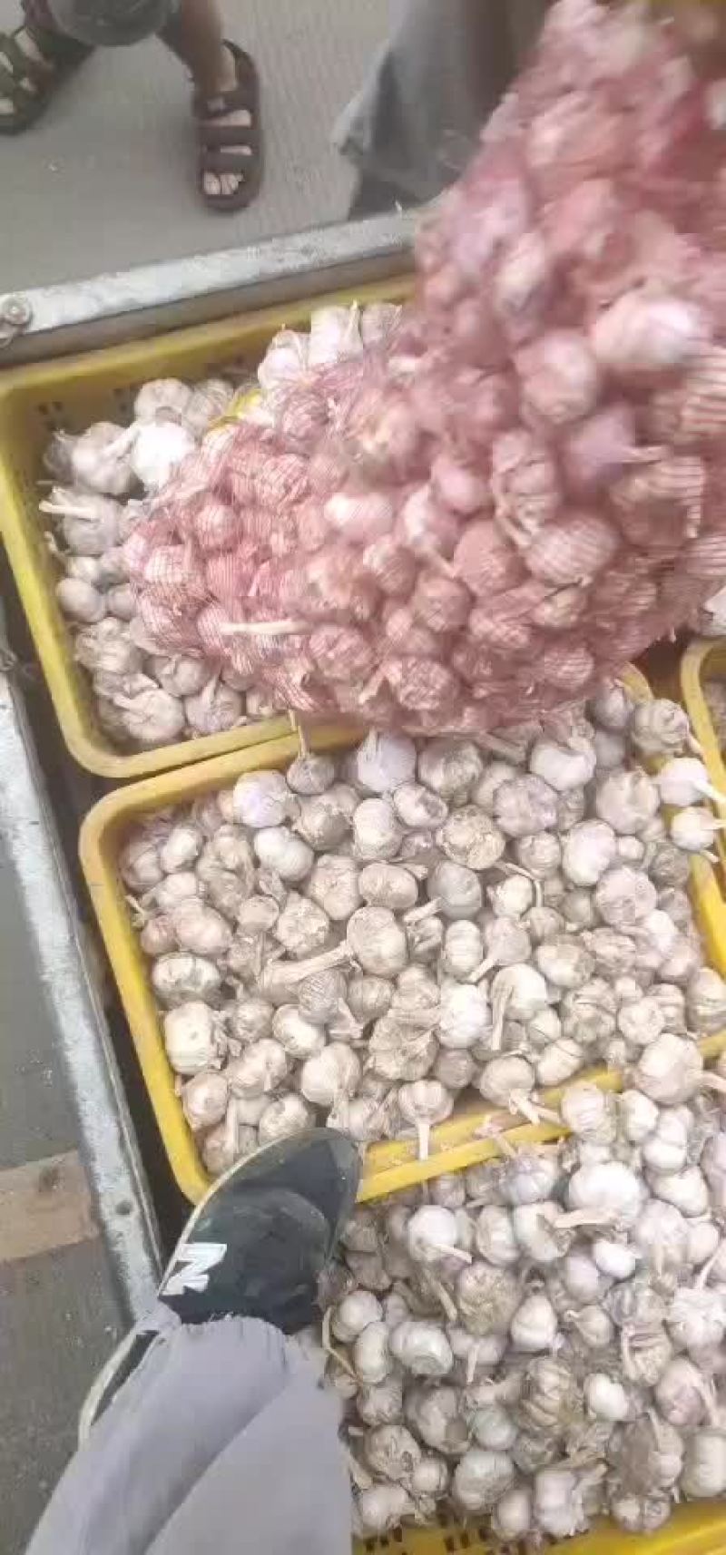 大蒜，山东紫皮大蒜