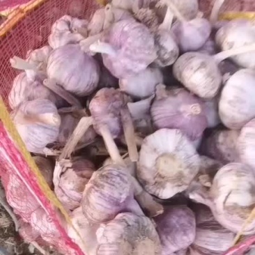 大蒜，山东紫皮大蒜