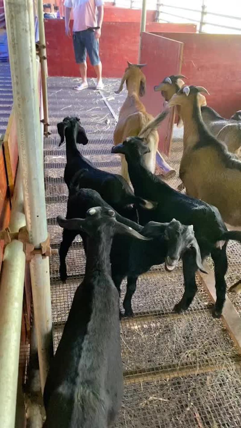 小母羊出售