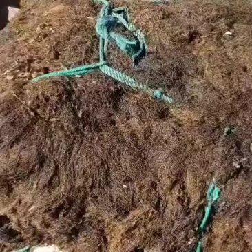 马尾草