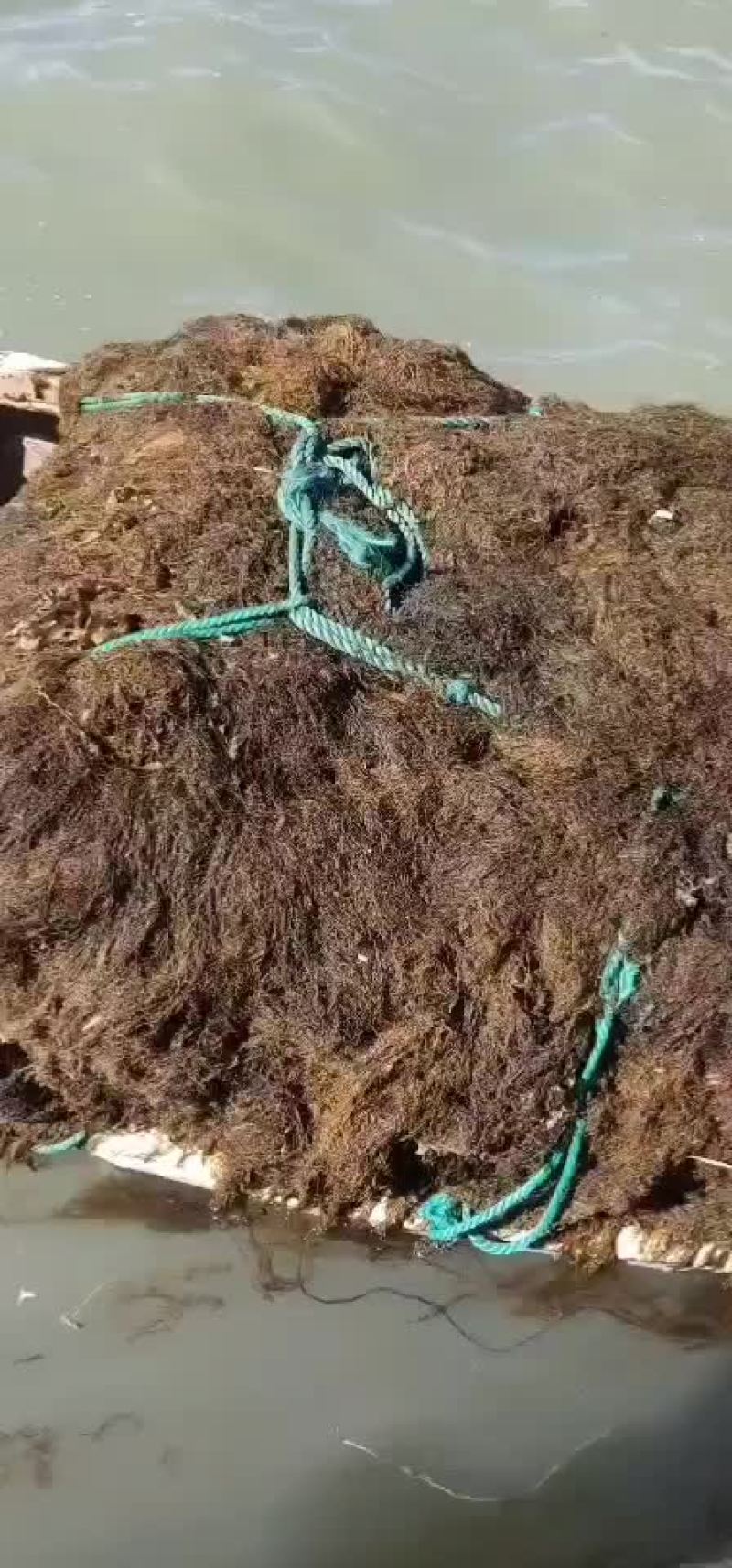 马尾草