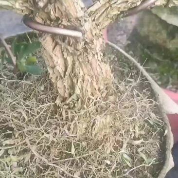 广东雀舌黄杨皱皮小叶黄杨苗高档造型名贵盆景树苗盆栽室内