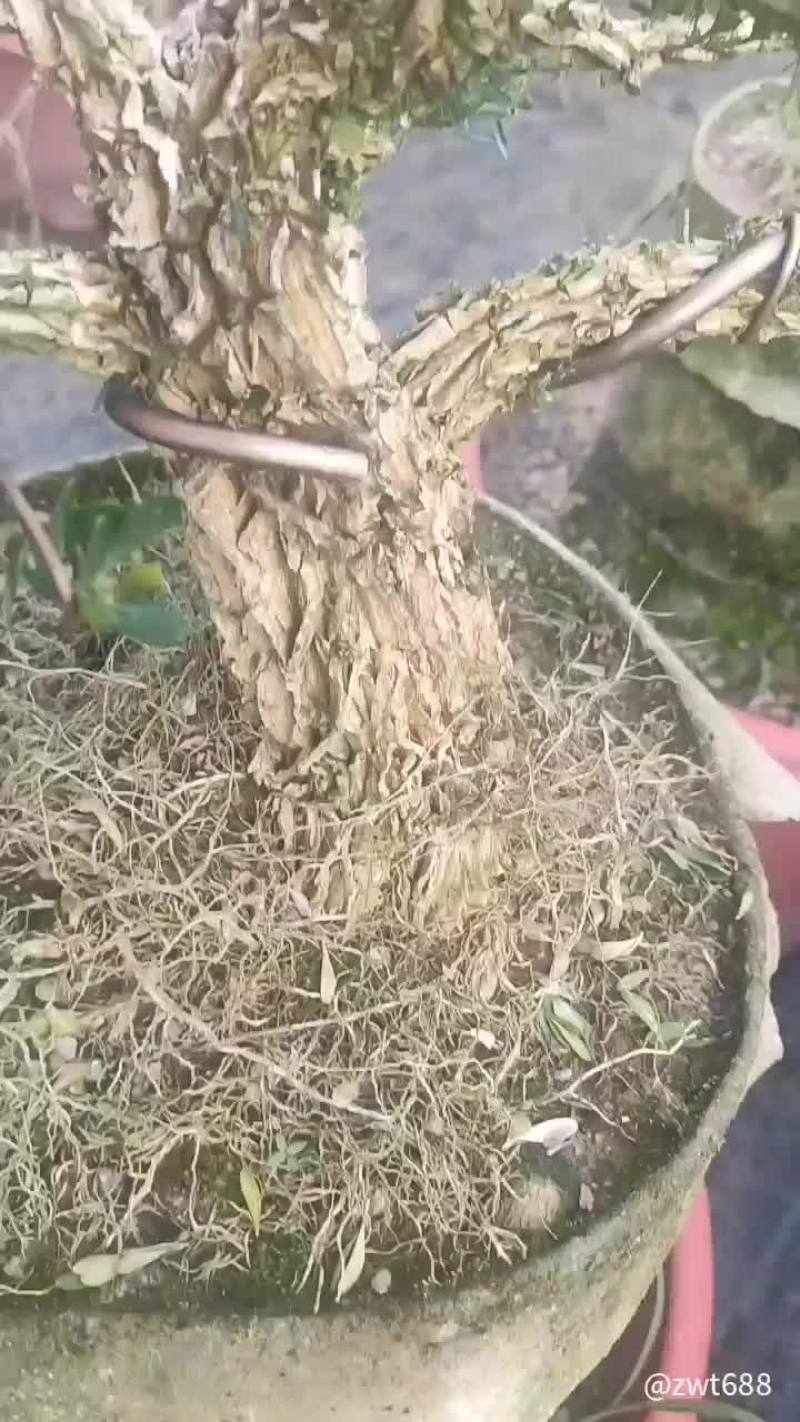 广东雀舌黄杨皱皮小叶黄杨苗高档造型名贵盆景树苗盆栽室内