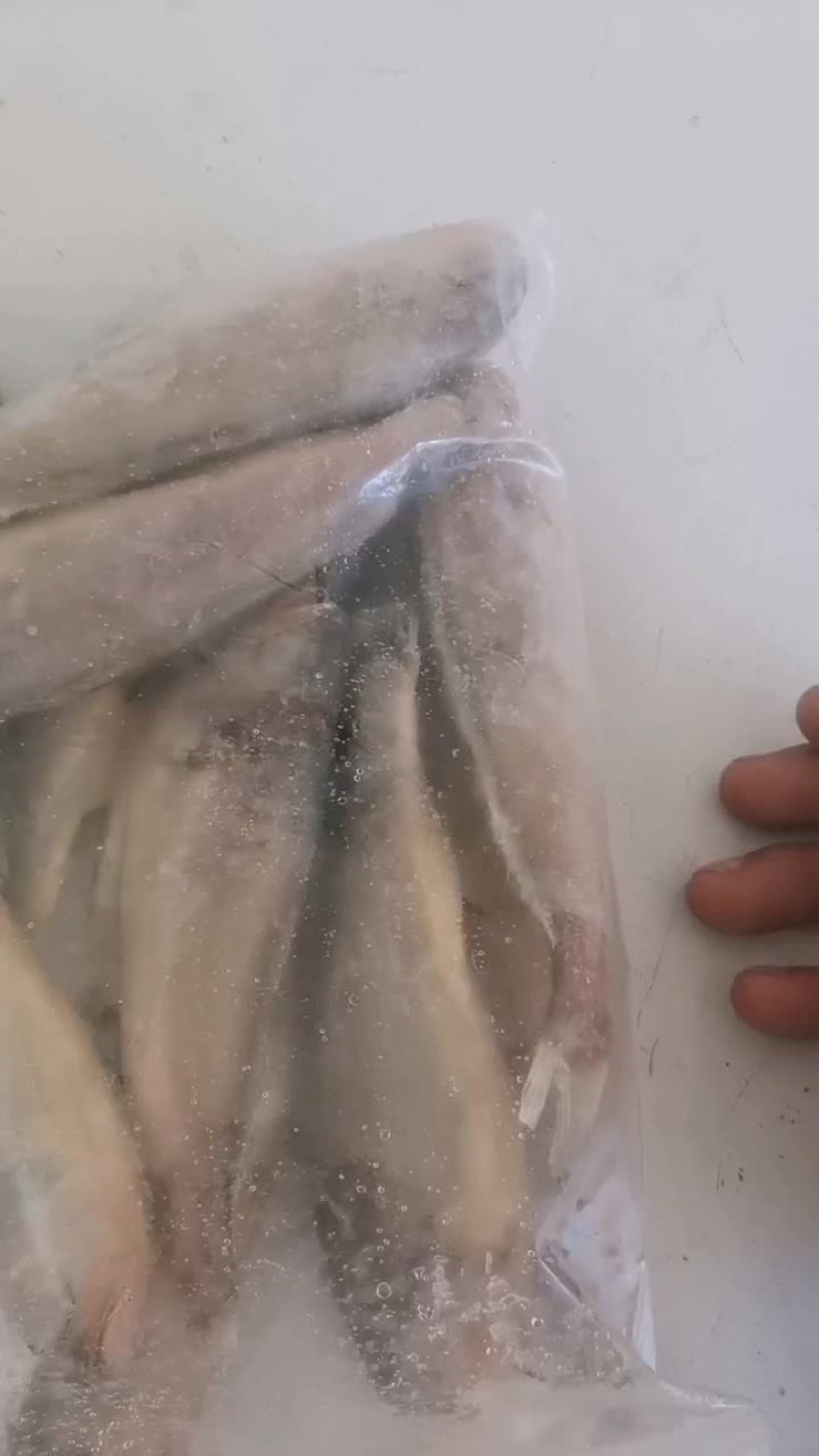 精选带头小黄花鱼