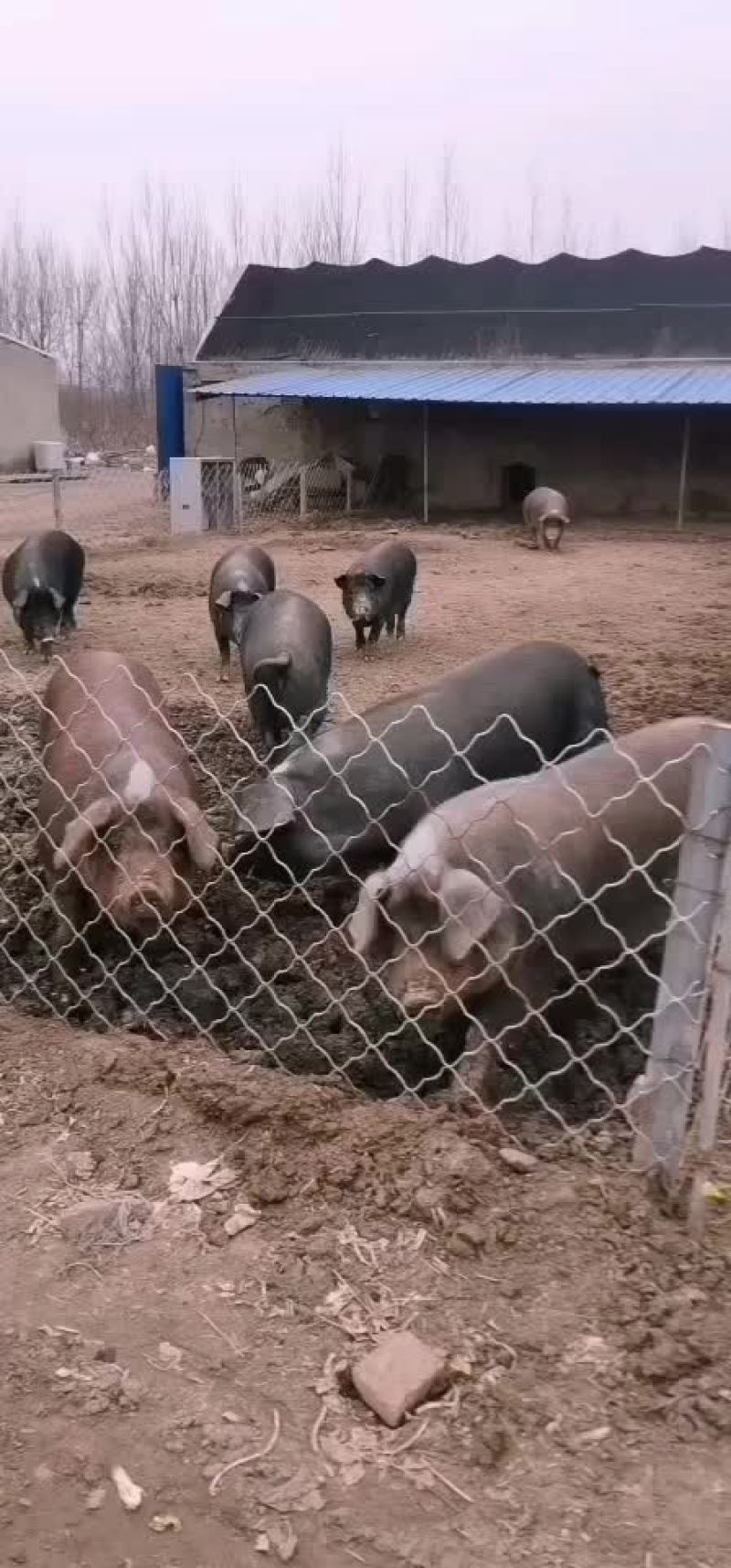 散养黑猪