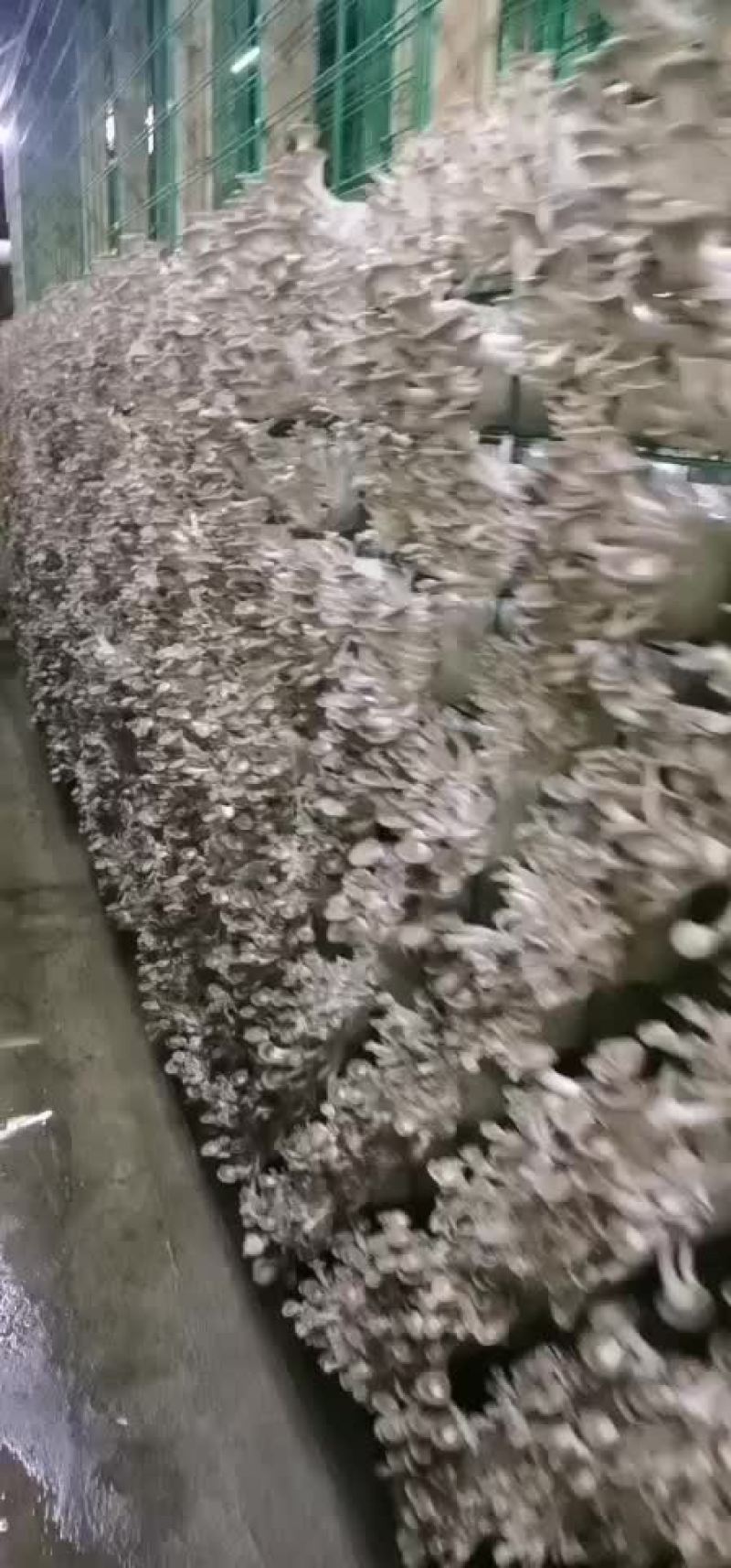 一手精品秀珍菇