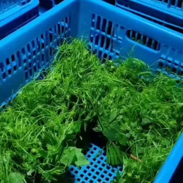 短苗，佛手瓜尖，龙须菜