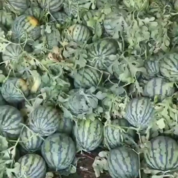 需要睢宁好瓜的找我