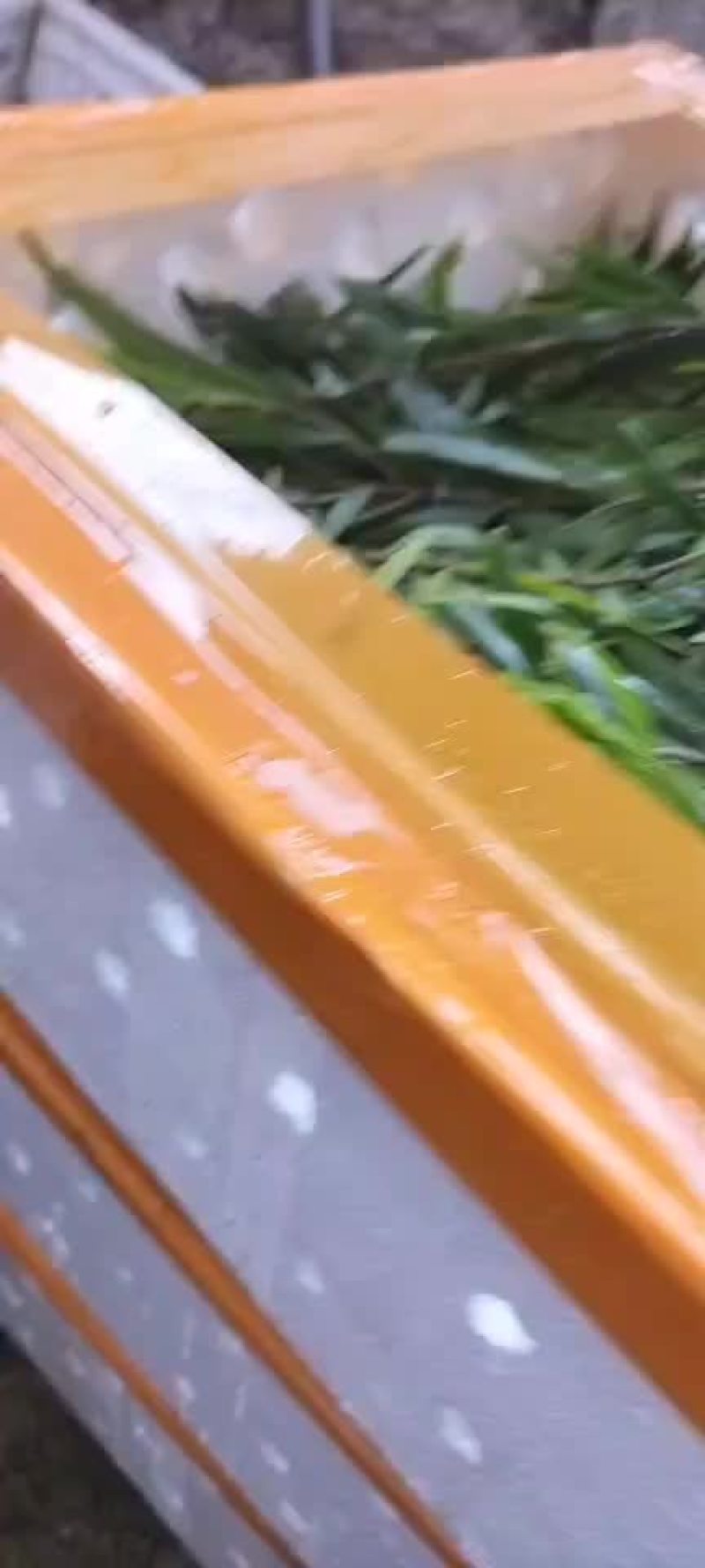 福建漳州本地海域海捕青蟹苗，海捕大苗活力好活率高