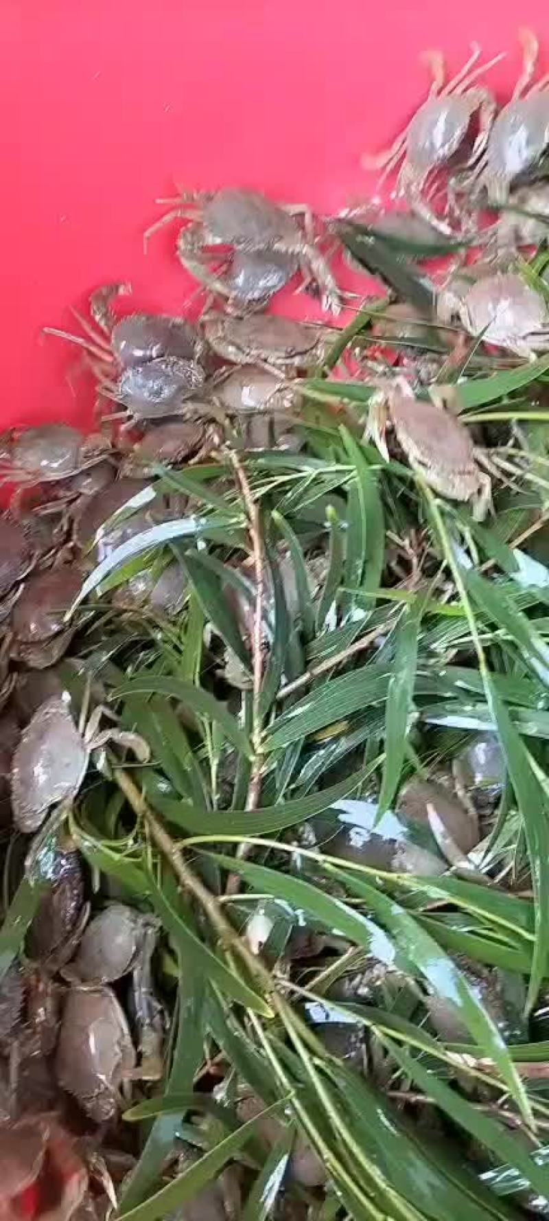 福建漳州本地海域海捕青蟹苗，海捕大苗活力好活率高