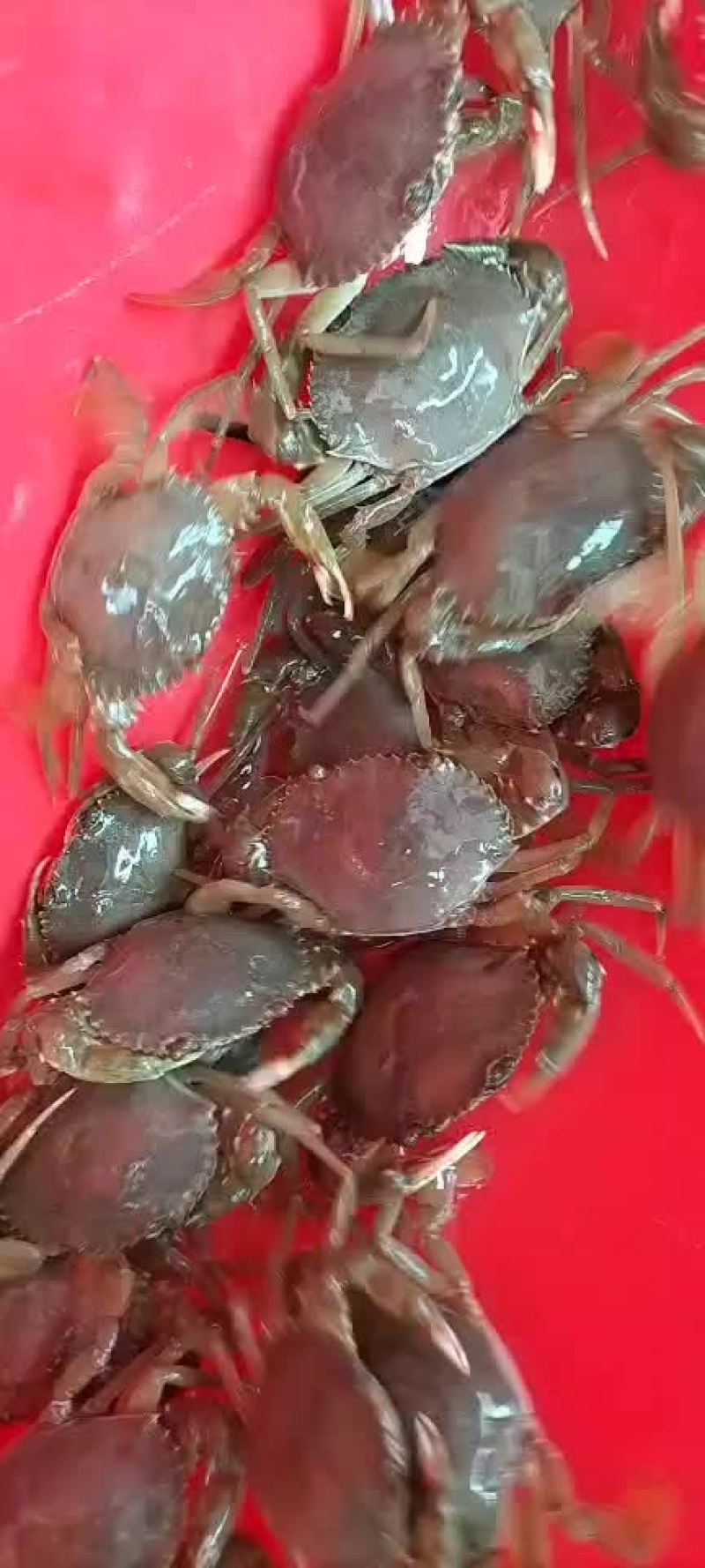 福建漳州本地海域海捕青蟹苗，海捕大苗活力好活率高