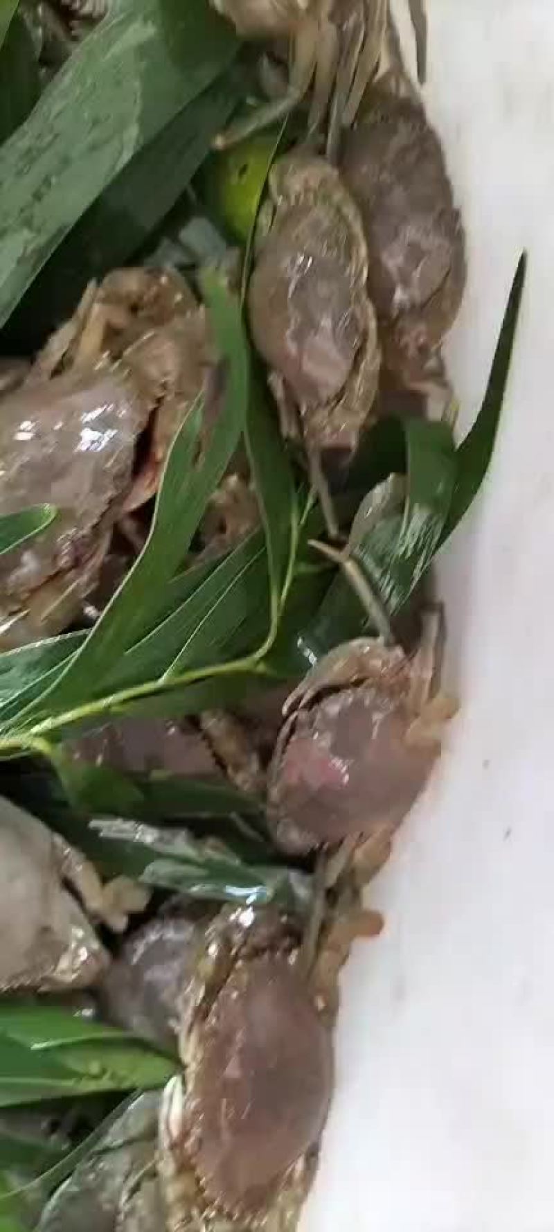 福建漳州本地海域海捕青蟹苗，海捕大苗活力好活率高