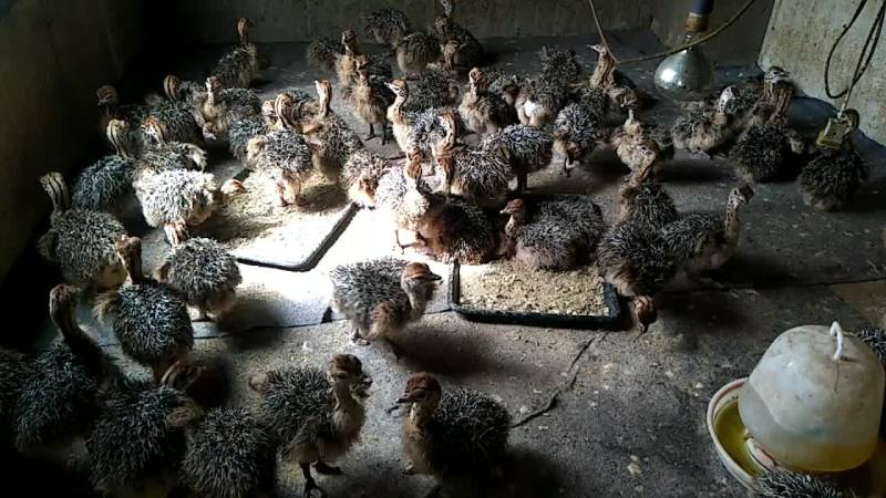 特种养殖