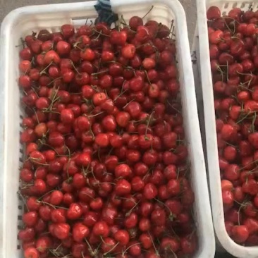 沙蜜豆特级果