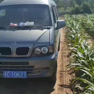 台头西瓜