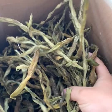 新货架豆王，各种等级，大量现货
