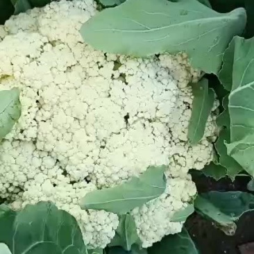 菜花，散花，种植面积大，品质优良，选择广泛