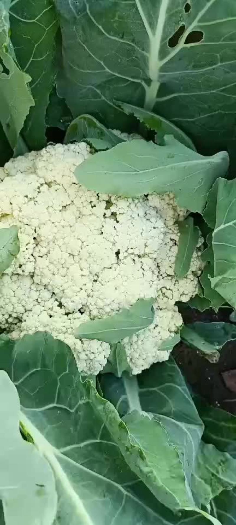 菜花，散花，种植面积大，品质优良，选择广泛