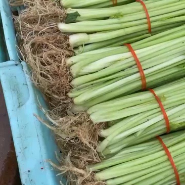 香芹，芹菜，