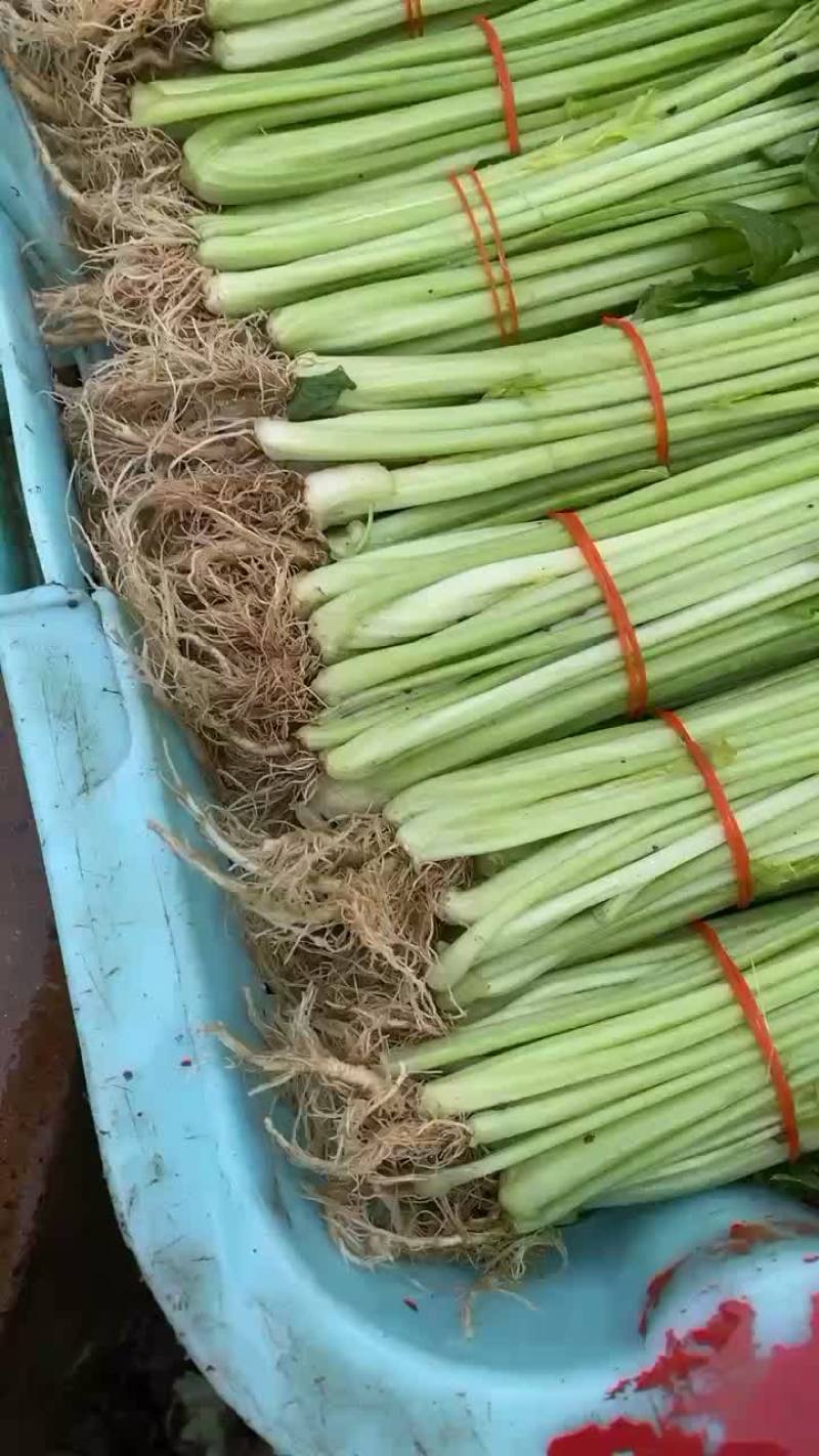 香芹，芹菜，