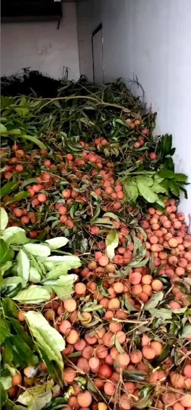 荔枝