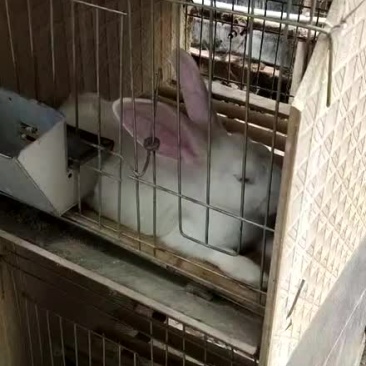 肉兔