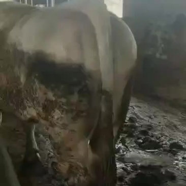 【牛商推荐】肥公牛，产地货源，对接大型批发，欢迎致电