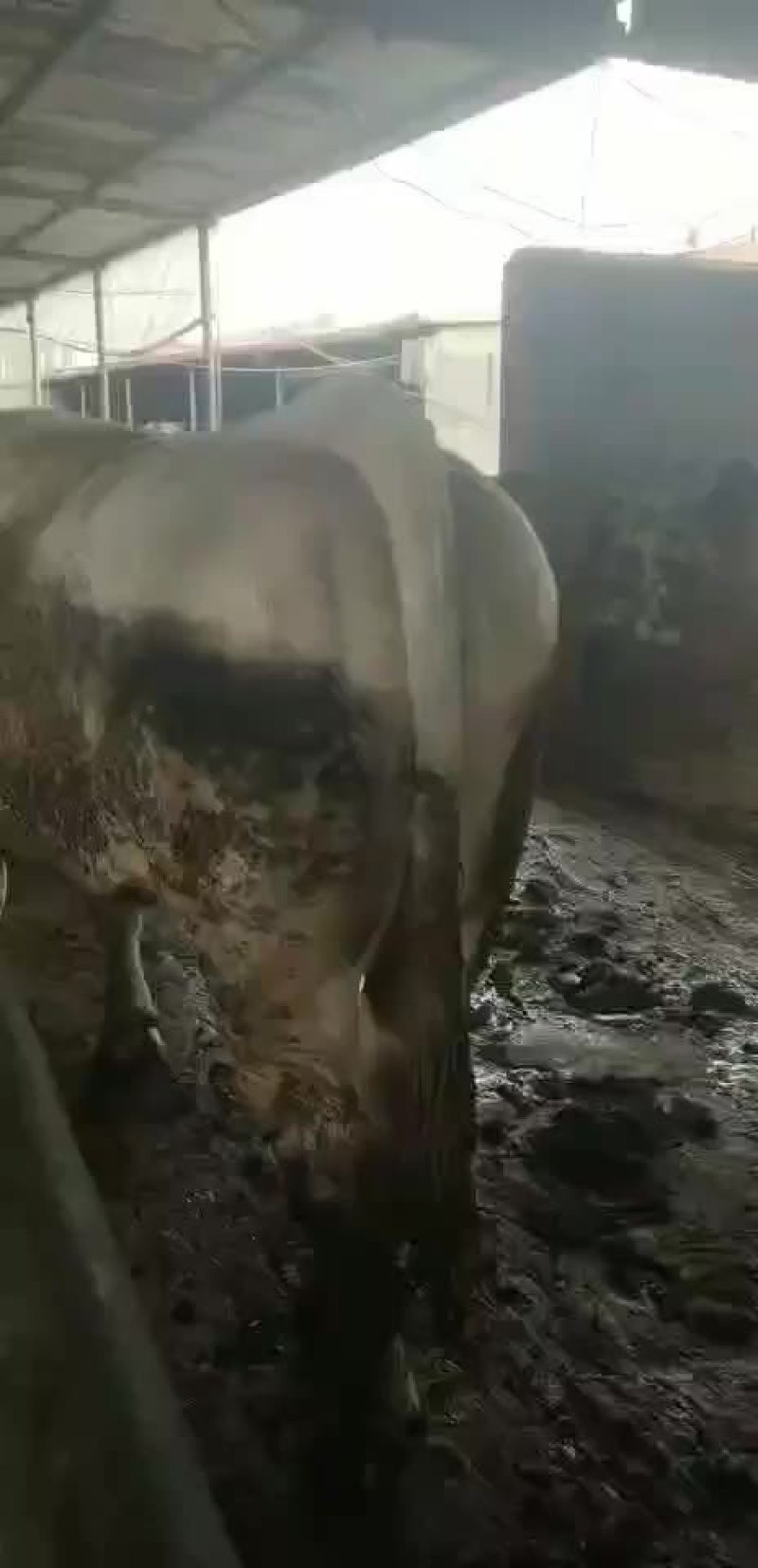【牛商推荐】肥公牛，产地货源，对接大型批发，欢迎致电
