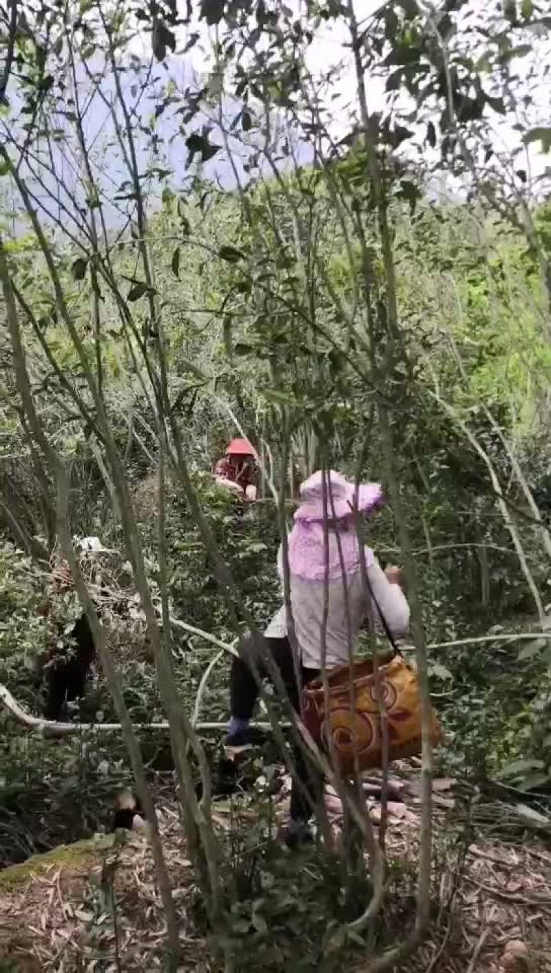 几十年的老树一年采一次