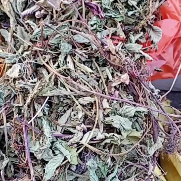 仙草，草冻仙草永安本地凉粉草