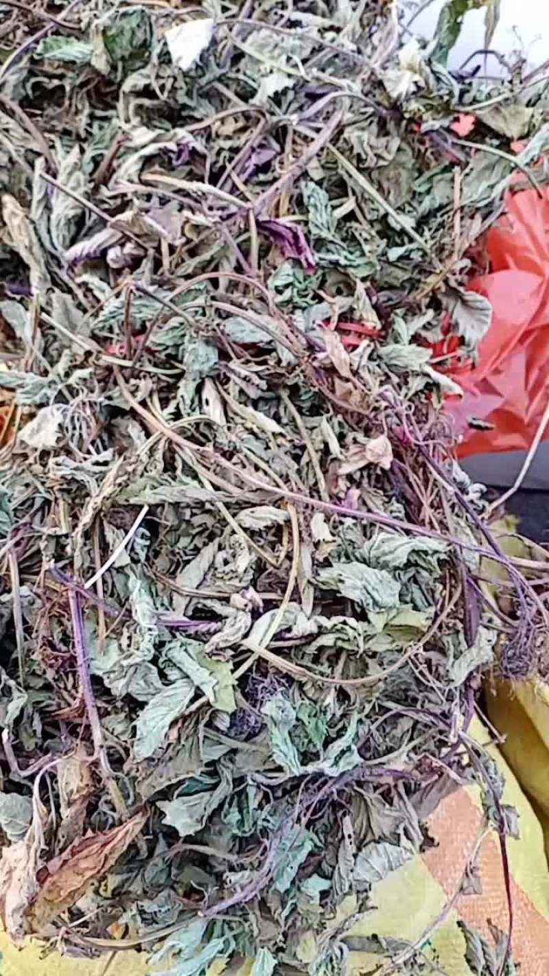 仙草，草冻仙草永安本地凉粉草