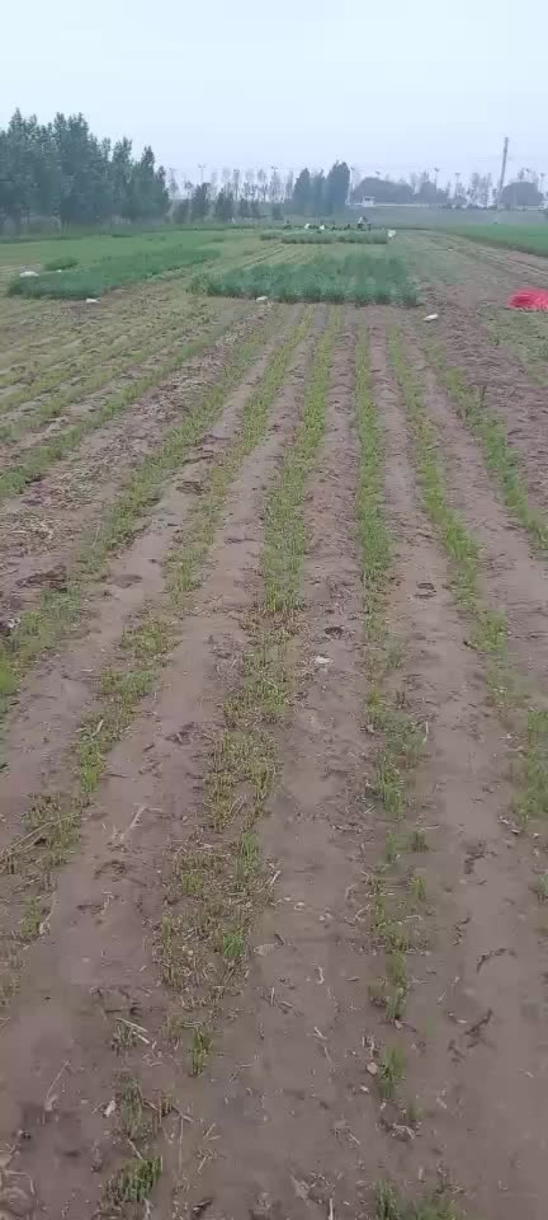 露天韭菜