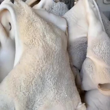 牛肚