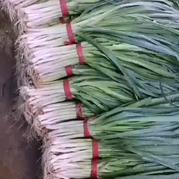 蒜苗