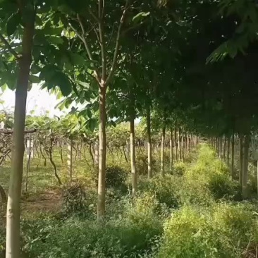 七叶树量大