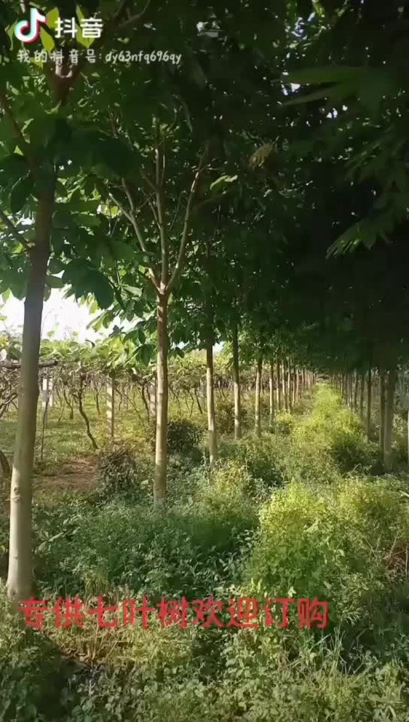 七叶树量大