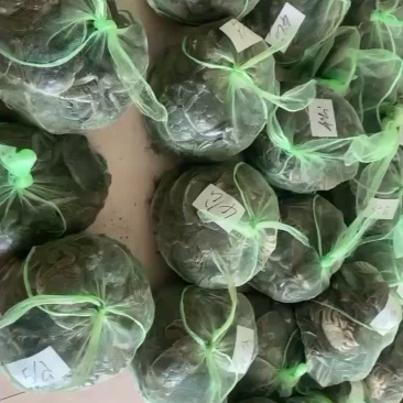江苏泗洪蟹批发