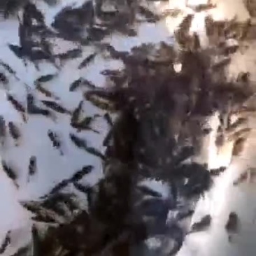 斑鳜寸苗，斑鳜鱼苗，苗种