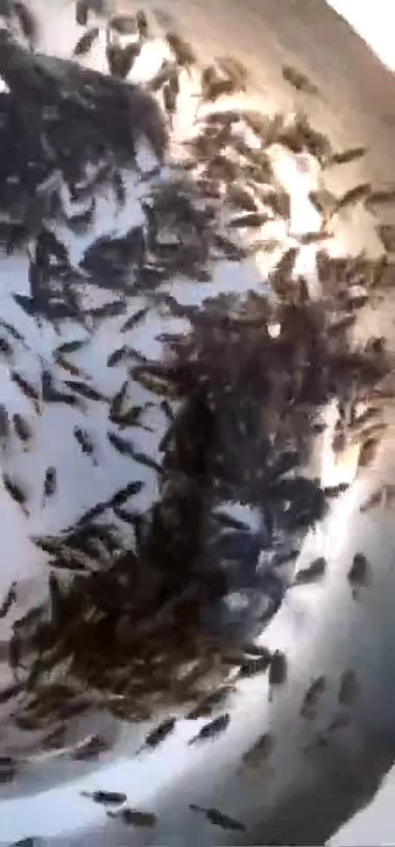 斑鳜寸苗，斑鳜鱼苗，苗种