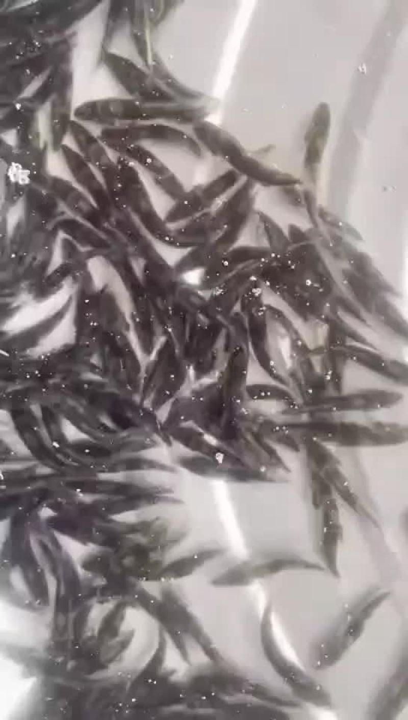 斑鳜寸苗，斑鳜鱼苗，苗种