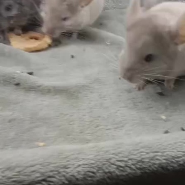 毛丝鼠