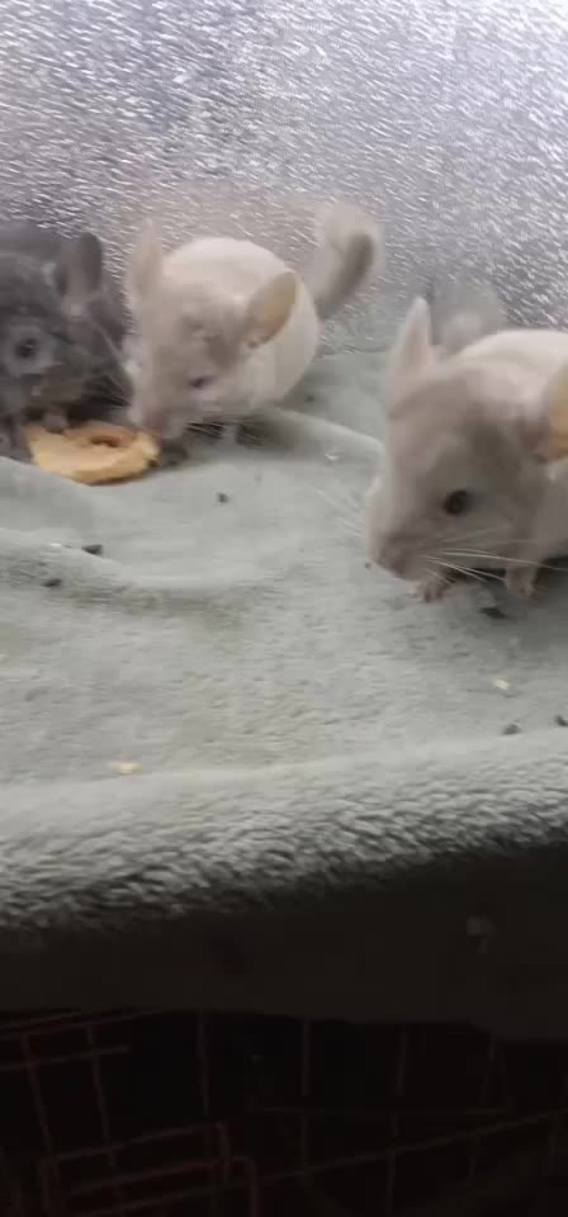 毛丝鼠
