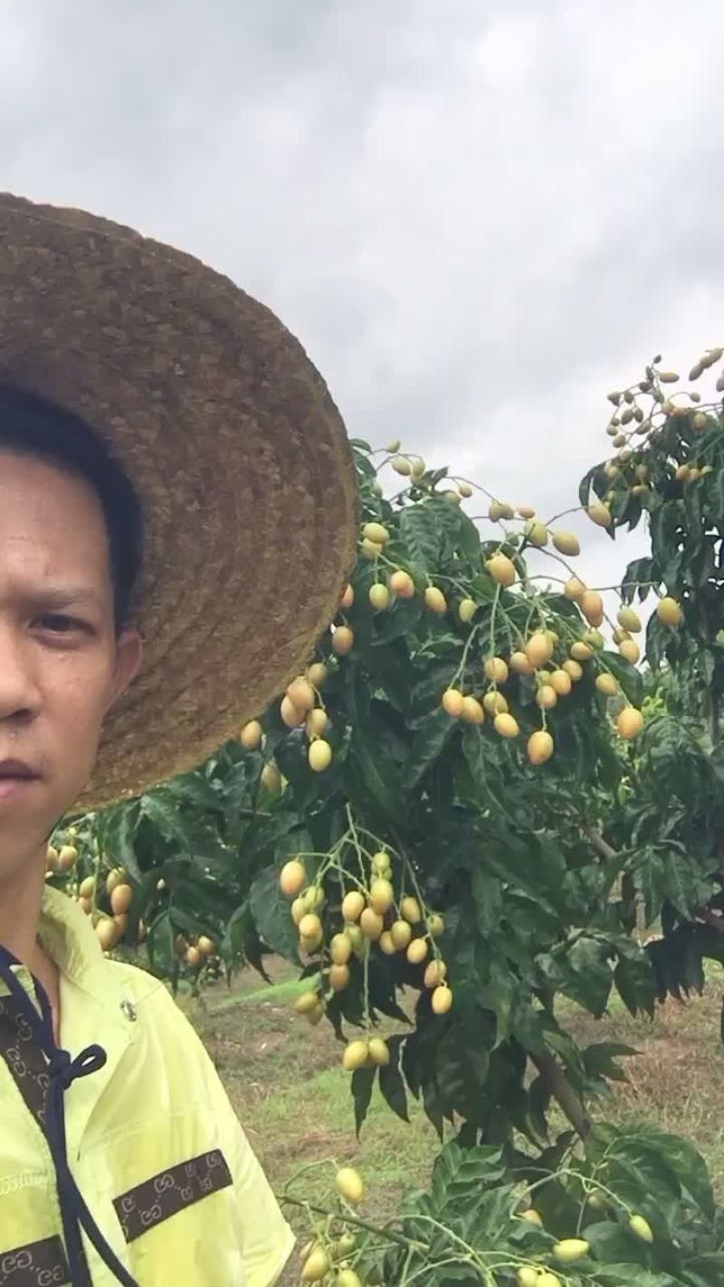 黄皮果，鸡心酸，大量上市