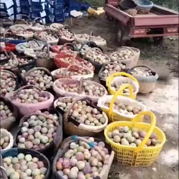李子